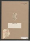 Navicula hennedyi var. cuneata A.Schm. (de-Toni-Nr.: Genus 1, Species 364) Zeichnungen Sammlung Grunow Nr. 825 (NHMW-BOT-W0367254)